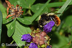 Berglandhummel (Bombus monticola) an Grossblütiger Brunelle (Prunella grandiflora) (C313245)