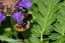 Berglandhummel (Bombus monticola)<br/>Grossblütige Brunelle (Prunella grandiflora)