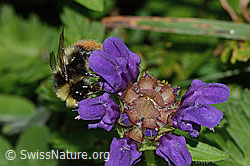Berglandhummel (Bombus monticola) an Grossblütiger Brunelle (Prunella grandiflora) (C313247)