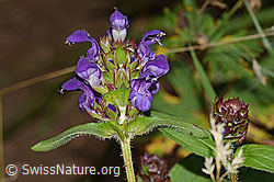 Grossblütige Brunelle (Prunella grandiflora) (C313251)