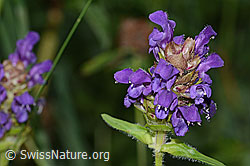 Grossblütige Brunelle (Prunella grandiflora) (C313252)