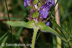 Grossblütige Brunelle (Prunella grandiflora) (C313255)