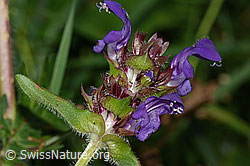 Grossblütige Brunelle (Prunella grandiflora) (C313256)