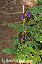 Grossblütige Brunelle (Prunella grandiflora) (C313257)