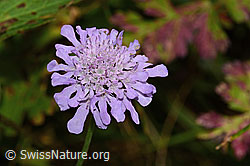 Glänzende Skabiose (Scabiosa lucida) (C313265)