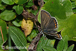 Grosser Sonnenröschen-Bläuling (Aricia artaxerxes) (31.08.2024, C313273)