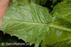 Pyrenäen-Pippau (Crepis pyrenaica) (C313282)