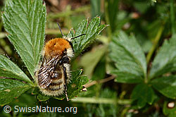 Veränderliche Hummel (Bombus humilis) (31.08.2024, C313300)