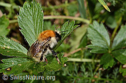 C313301: Veränderliche Hummel (Bombus humilis)