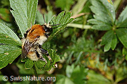 C313302: Veränderliche Hummel (Bombus humilis)