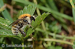 Veränderliche Hummel (Bombus humilis) (31.08.2024, C313304)