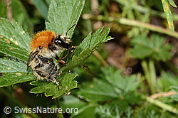 C313306: Veränderliche Hummel (Bombus humilis)