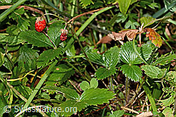 Fragaria vesca (C313320)