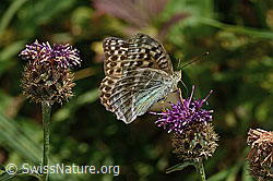 C313333: Kaisermantel valesina (Argynnis paphia f. valesina) auf Alpen-Flockenblume (Centaurea scabiosa ssp. alpestris)