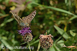 C313334: Kaisermantel valesina (Argynnis paphia f. valesina) auf Alpen-Flockenblume (Centaurea scabiosa ssp. alpestris)