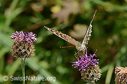 C313335: Kaisermantel valesina (Argynnis paphia f. valesina) auf Alpen-Flockenblume (Centaurea scabiosa ssp. alpestris)