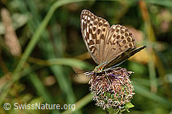 Kaisermantel valesina (Argynnis paphia f. valesina) auf Alpen-Flockenblume (Centaurea scabiosa ssp. alpestris) (31.08.2024, C313337)