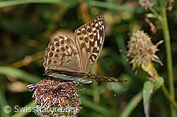 C313338: Kaisermantel valesina (Argynnis paphia f. valesina) auf Alpen-Flockenblume (Centaurea scabiosa ssp. alpestris)