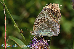 Kaisermantel valesina (Argynnis paphia f. valesina) auf Alpen-Flockenblume (Centaurea scabiosa ssp. alpestris) (31.08.2024, C313340)