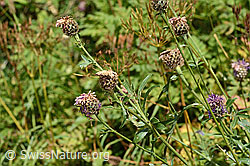 C313342: Alpen-Flockenblume (Centaurea scabiosa ssp. alpestris)
