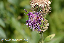 C313343: Alpen-Flockenblume (Centaurea scabiosa ssp. alpestris)