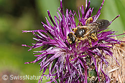 Rotbeinige Furchenbiene (Halictus rubicundus) auf Alpen-Flockenblume (Centaurea scabiosa ssp. alpestris) (C313348)