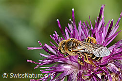 Rotbeinige Furchenbiene (Halictus rubicundus) auf Blume
