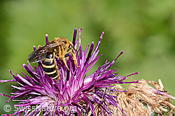 Rotbeinige Furchenbiene (Halictus rubicundus) auf Alpen-Flockenblume (Centaurea scabiosa ssp. alpestris) (C313352)