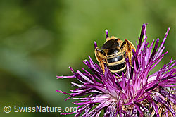 Rotbeinige Furchenbiene (Halictus rubicundus) auf Alpen-Flockenblume (Centaurea scabiosa ssp. alpestris) (C313353)