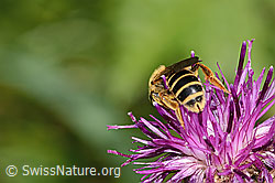 Rotbeinige Furchenbiene (Halictus rubicundus) auf Alpen-Flockenblume (Centaurea scabiosa ssp. alpestris) (C313354)