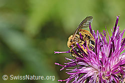 Rotbeinige Furchenbiene (Halictus rubicundus) auf Alpen-Flockenblume (Centaurea scabiosa ssp. alpestris) (C313355)