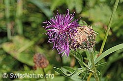 C313357: Alpen-Flockenblume (Centaurea scabiosa ssp. alpestris)