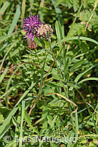 C313358: Alpen-Flockenblume (Centaurea scabiosa ssp. alpestris)