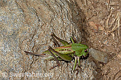 Warzenbeisser (Decticus verrucivorus) (C313363)