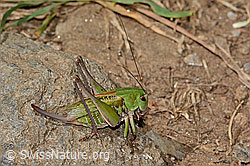 Warzenbeisser (Decticus verrucivorus) (C313364)
