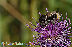Distelhummel (Bombus soroeensis) auf Alpen-Flockenblume (Centaurea scabiosa ssp. alpestris) (C313393)