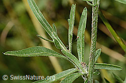 Alpen-Flockenblume (Centaurea scabiosa ssp. alpestris) (C313420) Alpen-Flockenblume (Centaurea scabiosa ssp. alpestris) (C313420)