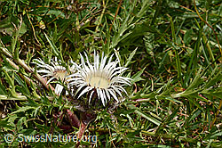 Silberdistel (Carlina acaulis ssp. caulescens) (31.08.2024, C313441)