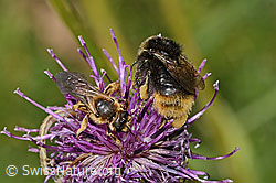 Rotbeinige Furchenbiene (Halictus rubicundus) und Distelhummel (Bombus soroeensis) auf Alpen-Flockenblume (Centaurea scabiosa ssp. alpestris) (C313444)