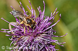 Rotbeinige Furchenbiene (Halictus rubicundus) auf Alpen-Flockenblume (Centaurea scabiosa ssp. alpestris) (C313445)