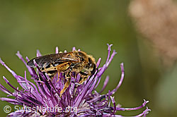 Rotbeinige Furchenbiene (Halictus rubicundus) auf Alpen-Flockenblume (Centaurea scabiosa ssp. alpestris) (C313446)