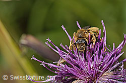Rotbeinige Furchenbiene (Halictus rubicundus) auf Alpen-Flockenblume (Centaurea scabiosa ssp. alpestris) (C313449)