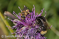 Rotbeinige Furchenbiene (Halictus rubicundus) und Distelhummel (Bombus soroeensis) auf Alpen-Flockenblume (Centaurea scabiosa ssp. alpestris) (C313450)