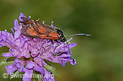 Mistbiene (Eristalis tenax) auf Wald-Witwenblume (Knautia dipsacifolia)