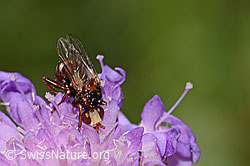 Mistbiene (Eristalis tenax) auf Wald-Witwenblume (Knautia dipsacifolia)