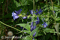 Gentiana asclepiadea (C313498)