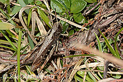 Brauner Grashüpfer (Chorthippus brunneus) (C315005)