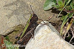 Brauner Grashüpfer (Chorthippus brunneus) (C315039)