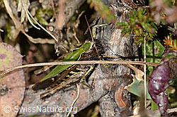 Brauner Grashüpfer (Chorthippus brunneus) (C315042)