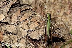 Brauner Grashüpfer (Chorthippus brunneus) (C315045)